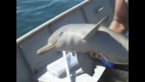 Steven Segal in der Werbung | Lustiges, Werbung | Was is hier eigentlich los?