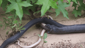 Eine Schlange, die eine lebendige Schlange ausspuckt | WTF | Was is hier eigentlich los?