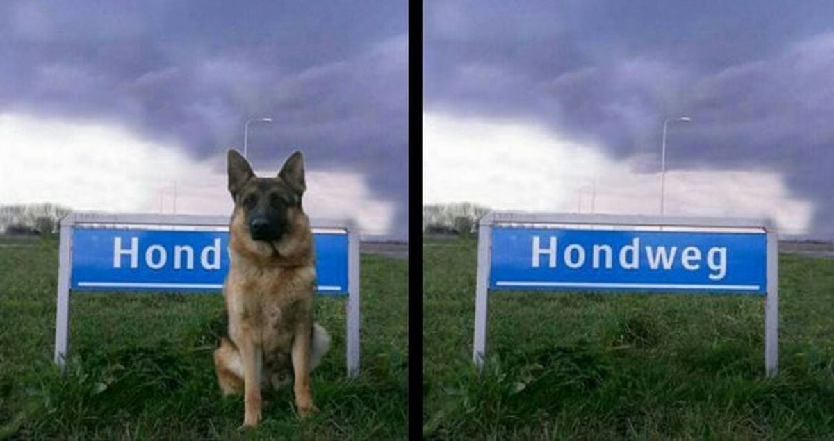 hond-hondweg.jpg