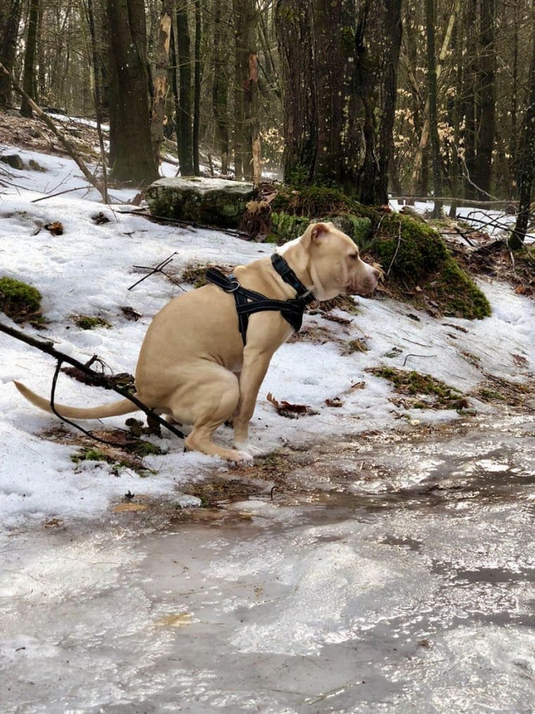 Kalenderempfehlung für 2019 Kackende Hunde Was is hier eigentlich los