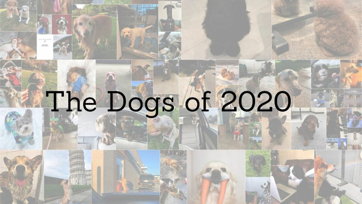 The Dogs of 2020 Was is hier eigentlich los