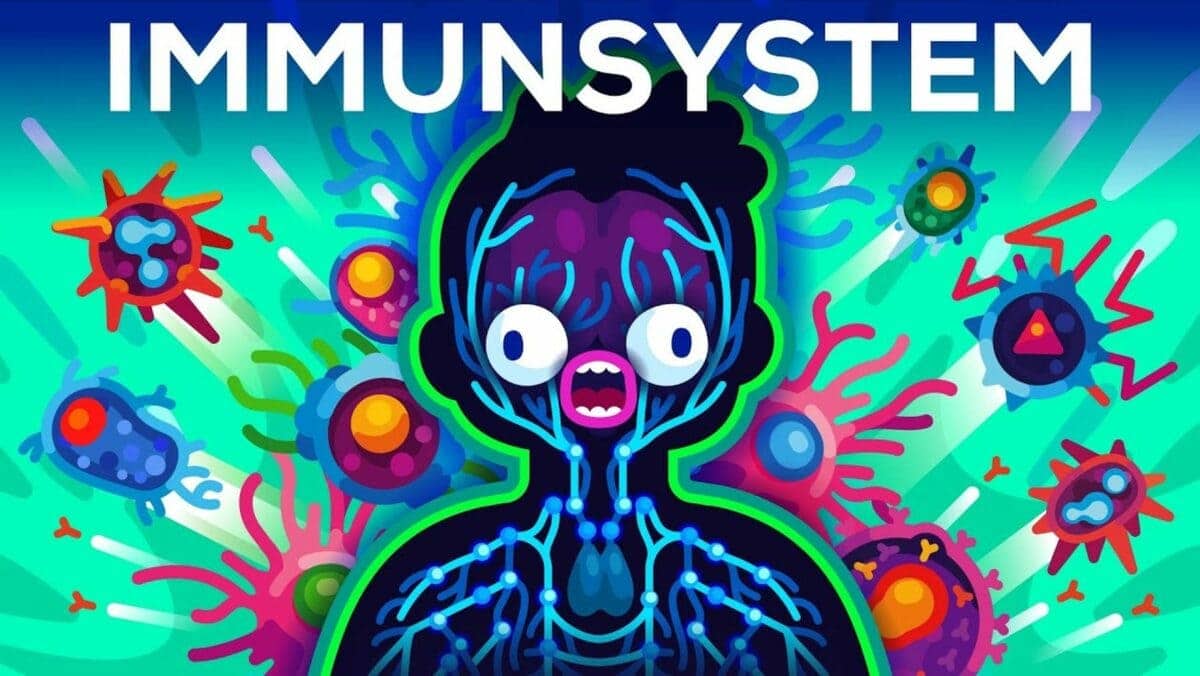 Das Immunsystem erklärt - Was is hier eigentlich los