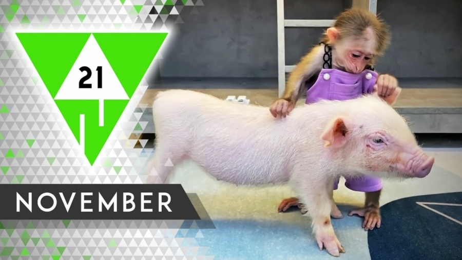 Win-Compilation November 2021 | Win-Compilation | Was is hier eigentlich los?