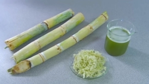 Wie aus Zuckerrohr Zucker gemacht wird | Was gelernt | Was is hier eigentlich los?