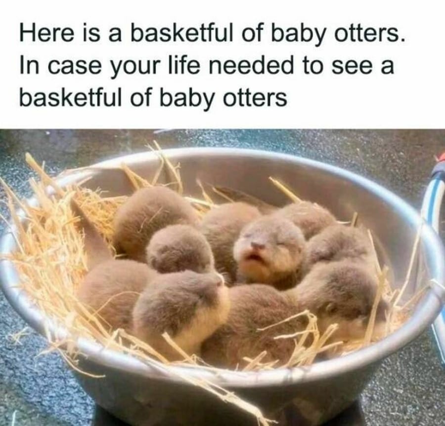 Zum (Arbeits)Wochenausklang: Baby-Otter | Lustiges | Was is hier eigentlich los?