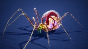 Die fantastische Anatomie von Spinnen | Was gelernt | Was is hier eigentlich los?