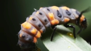 Von Goth bis Glam: Der Lebenszyklus eines Marienk&auml;fers | Was gelernt | Was is hier eigentlich los?
