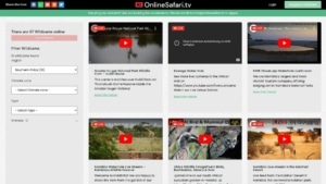 Online Safari | Kino/TV | Was is hier eigentlich los?