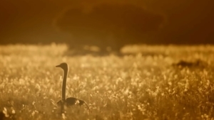 15 Minuten Entspannung mit Planet Earth | Kino/TV | Was is hier eigentlich los?