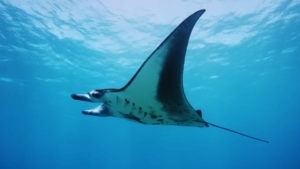 Der (angeblich) intelligenteste Fisch: Mantarochen | Was gelernt | Was is hier eigentlich los?