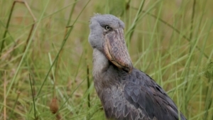 Der Schuhschnabel | Was gelernt | Was is hier eigentlich los?