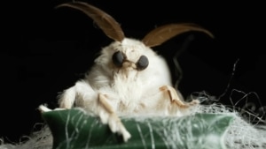 Der Seidenspinner | Was gelernt | Was is hier eigentlich los?