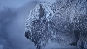 Der Yellowstone National Park bei -38&deg;C | Travel | Was is hier eigentlich los?