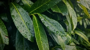 Wie in Korea Zombies gemacht werden | Kino/TV | Was is hier eigentlich los?