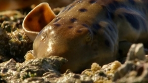 Ein Hai, der sich an Land fortbewegen kann | Was gelernt | Was is hier eigentlich los?