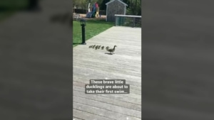Nur eine Entenfamilie, die zum ersten Mal Schwimmen geht | Awesome | Was is hier eigentlich los?