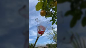 Eine Plastikflasche als Obst-Pfl&uuml;ckhilfe | Gadgets | Was is hier eigentlich los?