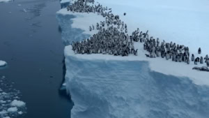 Pinguine, die sich von einer Klippe st&uuml;rzen | Awesome | Was is hier eigentlich los?