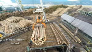 Vom Baumstamm bis zum Holzbrett | Was gelernt | Was is hier eigentlich los?