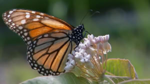 Nur ein Schwarm von 100 Millionen Schmetterlingen | Was gelernt | Was is hier eigentlich los?