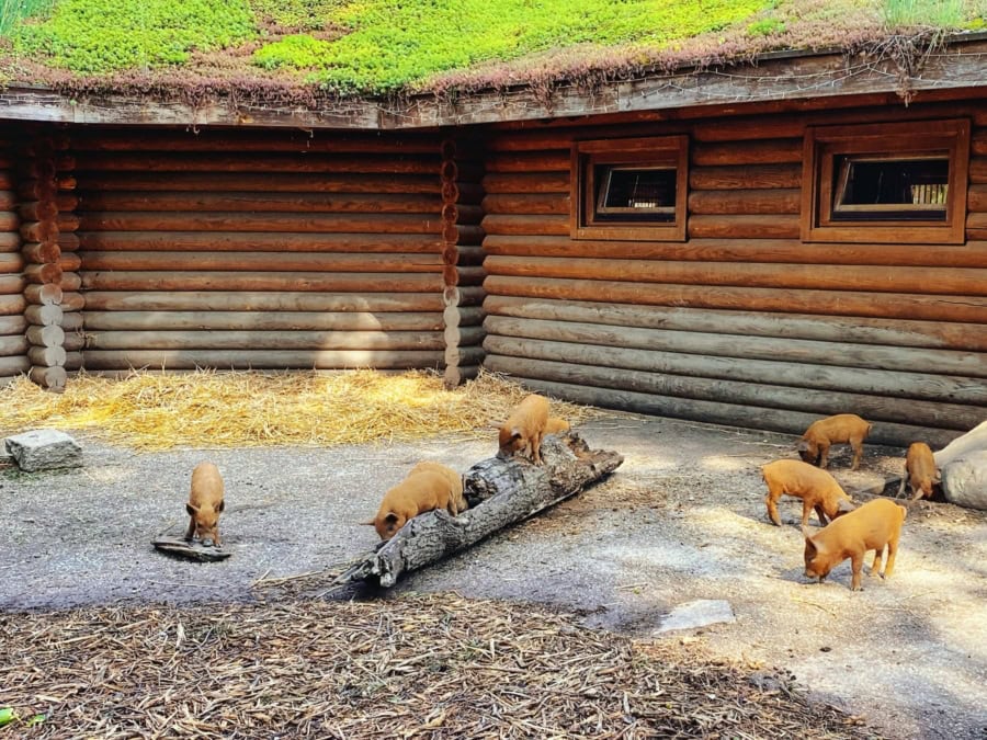 Das war meine Woche &ndash; KW 31 / 2024 | Alltagsgeschichten | Was is hier eigentlich los?