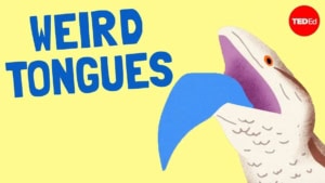 Die unterschiedlichen Zungen aus dem Tierreich | Was gelernt | Was is hier eigentlich los?
