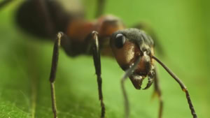 Ameisen &ndash; Fabelhafte Insekten | Was gelernt | Was is hier eigentlich los?