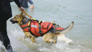 Die Rettungsdschwimmer-Hunde von Italien | Was gelernt | Was is hier eigentlich los?