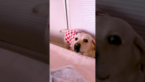 Wie liebevoll Hunde einen wecken k&ouml;nnen | Lustiges | Was is hier eigentlich los?