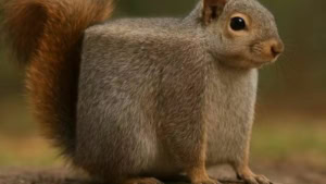 Nur ein Squarrel | Awesome | Was is hier eigentlich los?