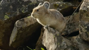 Der Pfeifhase | Was gelernt | Was is hier eigentlich los?