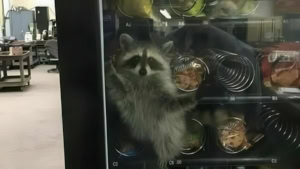 Endlich mal was Cooles im Snackautomat | Lustiges | Was is hier eigentlich los?