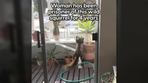 Wenn dich ein Eichh&ouml;rnchen als Geisel nimmt | Lustiges | Was is hier eigentlich los?