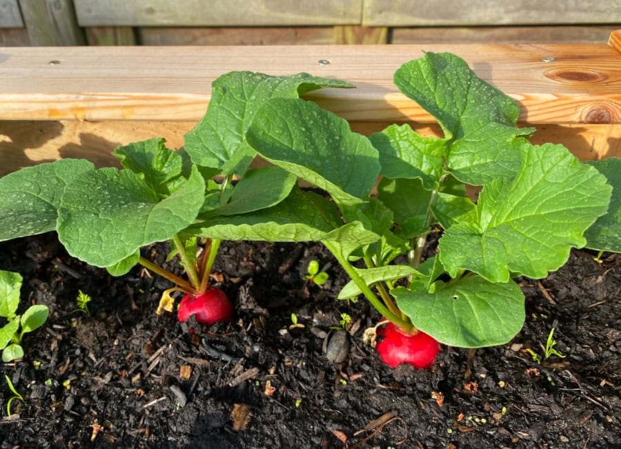 Das war meine Woche &ndash; KW 24 / 2025 | Alltagsgeschichten | Was is hier eigentlich los?