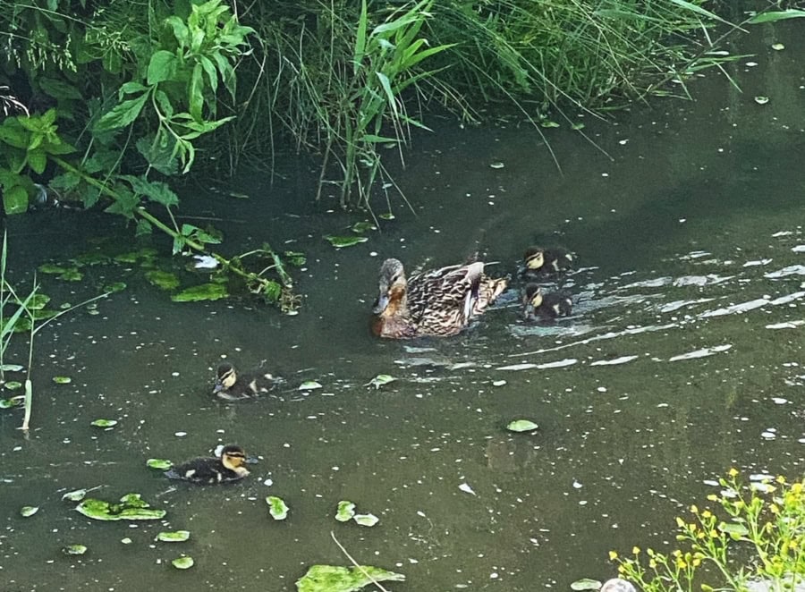 Das war meine Woche &ndash; KW 24 / 2025 | Alltagsgeschichten | Was is hier eigentlich los?