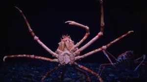 Warum sind in Meerestiefen Tiere eigentlich so riesig? | Was gelernt | Was is hier eigentlich los?