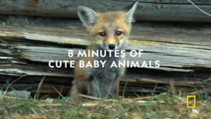 8 Minuten voller Tier-Babys | Awesome | Was is hier eigentlich los?