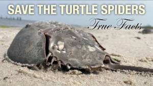 Was sind eigentlich Pfeilschwanzkrebse | Was gelernt | Was is hier eigentlich los?