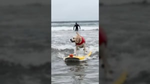 Die Weltmeisterschaft im Hundesurfen 2025 | Awesome, WTF | Was is hier eigentlich los?