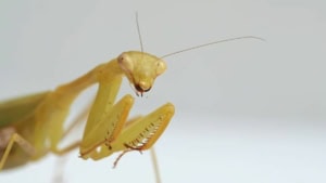 Nur eine Gottesanbeterin beim Essen | Was gelernt | Was is hier eigentlich los?