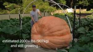 Der Anbau eines 1.100kg schweren K&uuml;rbis im Zeitraffer | Awesome | Was is hier eigentlich los?