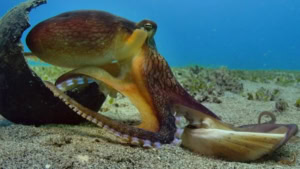 Nur ein Kokosnuss-Oktopus und sein Roboter-Spionage-Oktopus-Freund | Gadgets | Was is hier eigentlich los?