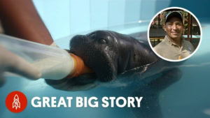 Die M&auml;nner, die Manatis babysitten | Was gelernt | Was is hier eigentlich los?