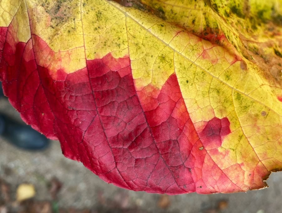 Das war meine Woche &ndash; KW 46 / 2025 | Alltagsgeschichten | Was is hier eigentlich los?