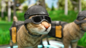 Wie das (geheime) Katzenverteilungssystem funktioniert | Lustiges | Was is hier eigentlich los?