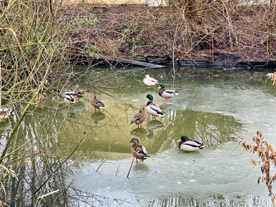 Das war meine Woche &ndash; KW 52 / 2025 | Alltagsgeschichten | Was is hier eigentlich los?