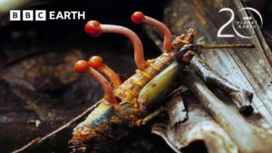 Warum Essen in Dosen nicht schlecht wird | Was gelernt | Was is hier eigentlich los?