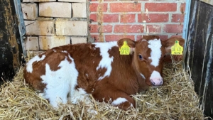 Wie New York an sein Wasser kommt | Handwerk | Was is hier eigentlich los?