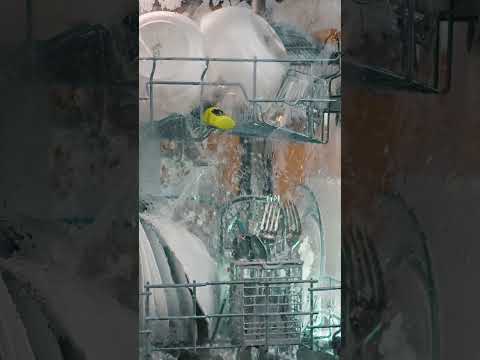 Was passiert eigentlich in einer Spülmaschine? | Gadgets | Was is hier eigentlich los?