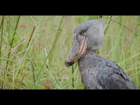 Der Schuhschnabel | Was gelernt | Was is hier eigentlich los?